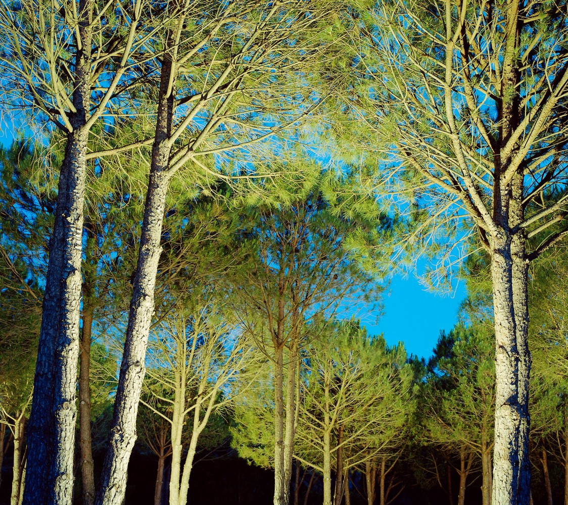 Illuminated trees