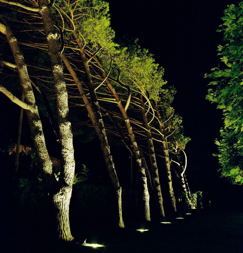 Illuminated pine trees