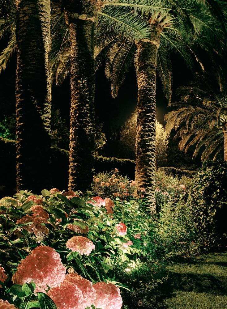 Garden palm trees by night